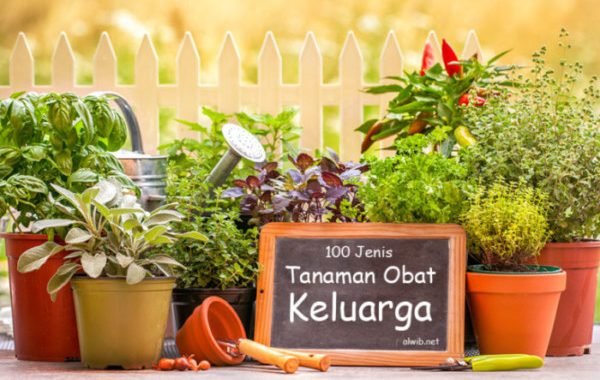 100 Jenis Tanaman Obat Keluarga (Toga) dan Manfaatnya